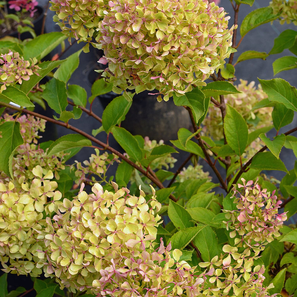 Your Ideal Hydrangea Paniculata Romantic Ace x 1 - 1 litre pot - Multi Color