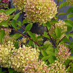 Your Ideal Hydrangea Paniculata Romantic Ace x 1 - 1 litre pot - Multi Color