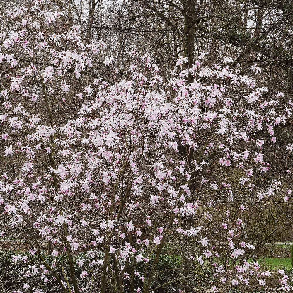 Your Ideal Magnolia Leonard Messel 2 Litre Pot x 1 - Pink
