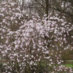 Your Ideal Magnolia Leonard Messel 2 Litre Pot x 1 - Pink