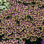 Your Ideal Nemesia Sunmesia 4.5cm Young Plants x 9 - Multi