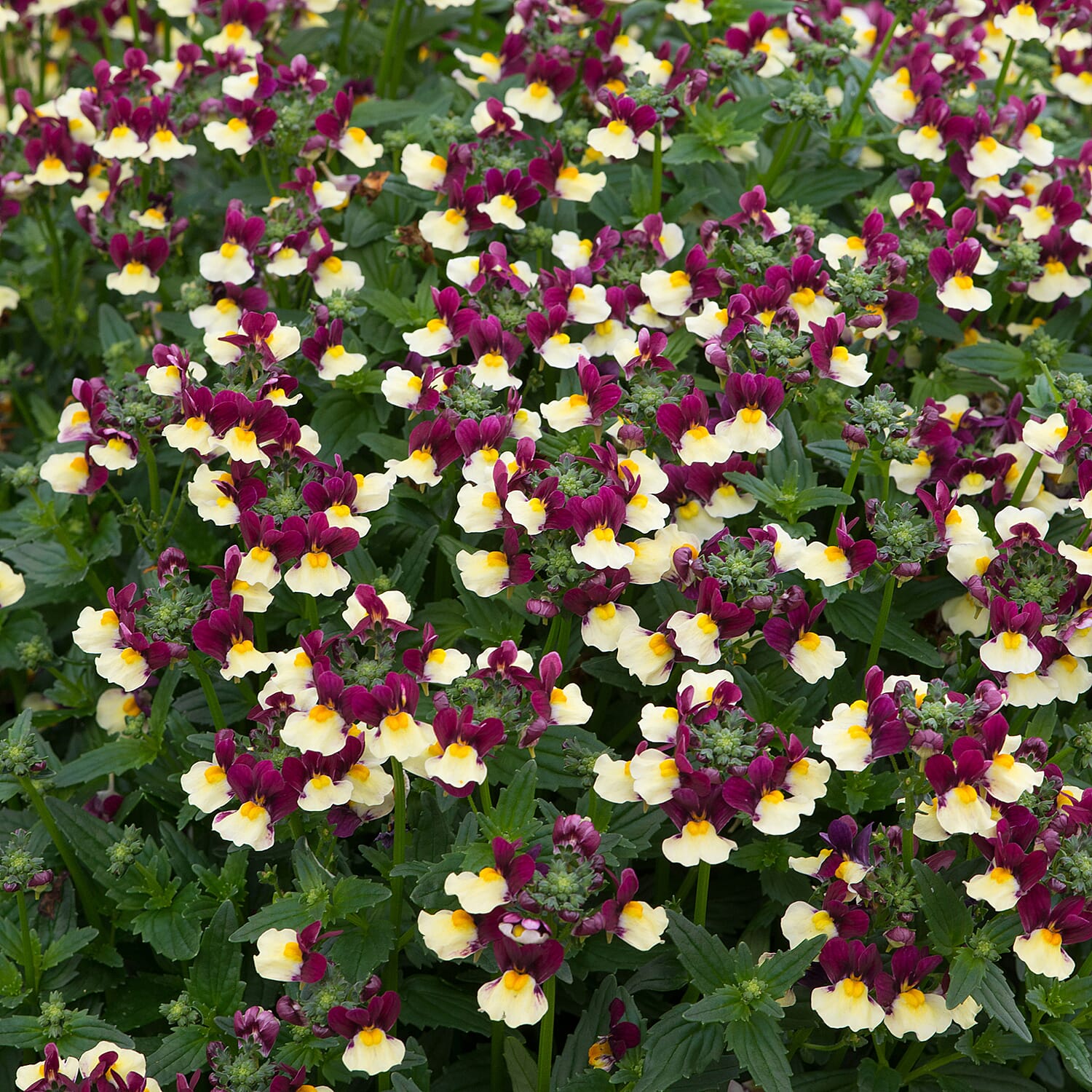 Your Ideal Nemesia Sunmesia 4.5cm Young Plants x 9 - Multi