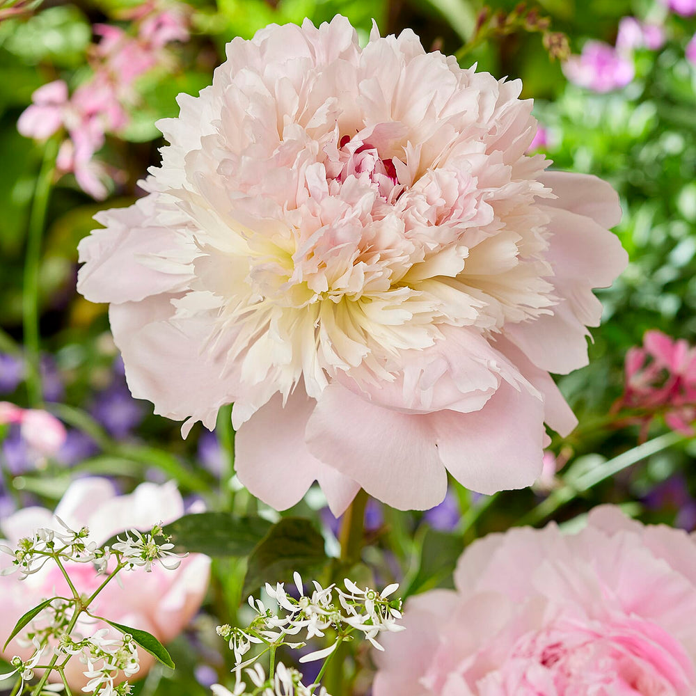 Your Ideal Paeonia lactiflora Alertie 2 litre pot - Pink