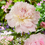 Your Ideal Paeonia lactiflora Alertie 2 litre pot - Pink