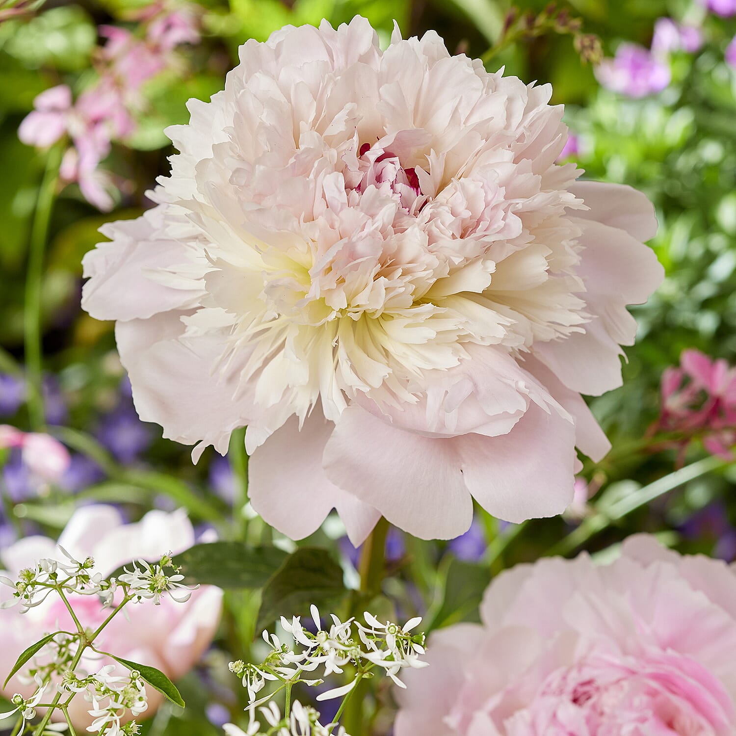 Your Ideal Paeonia lactiflora Alertie 2 litre pot - Pink