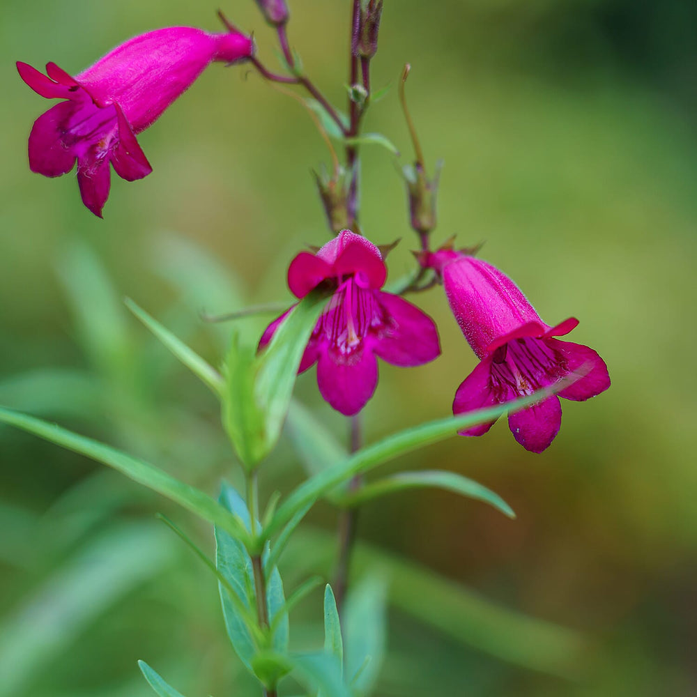 Your Ideal Penstemon Collection Pots (Size 1x9 ) - Multi Color
