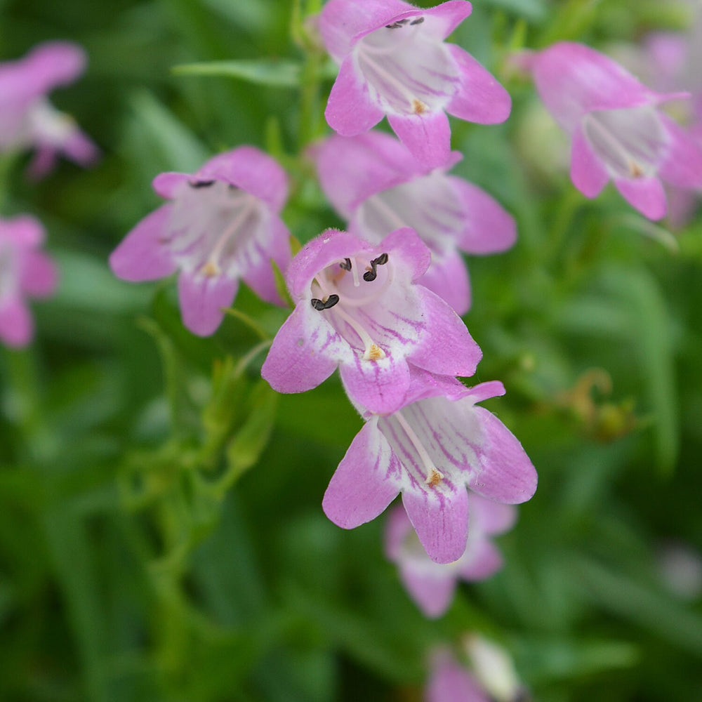 Your Ideal Penstemon Collection Pots (Size 1x9 ) - Multi Color