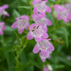 Your Ideal Penstemon Collection Pots (Size 1x9 ) - Multi Color