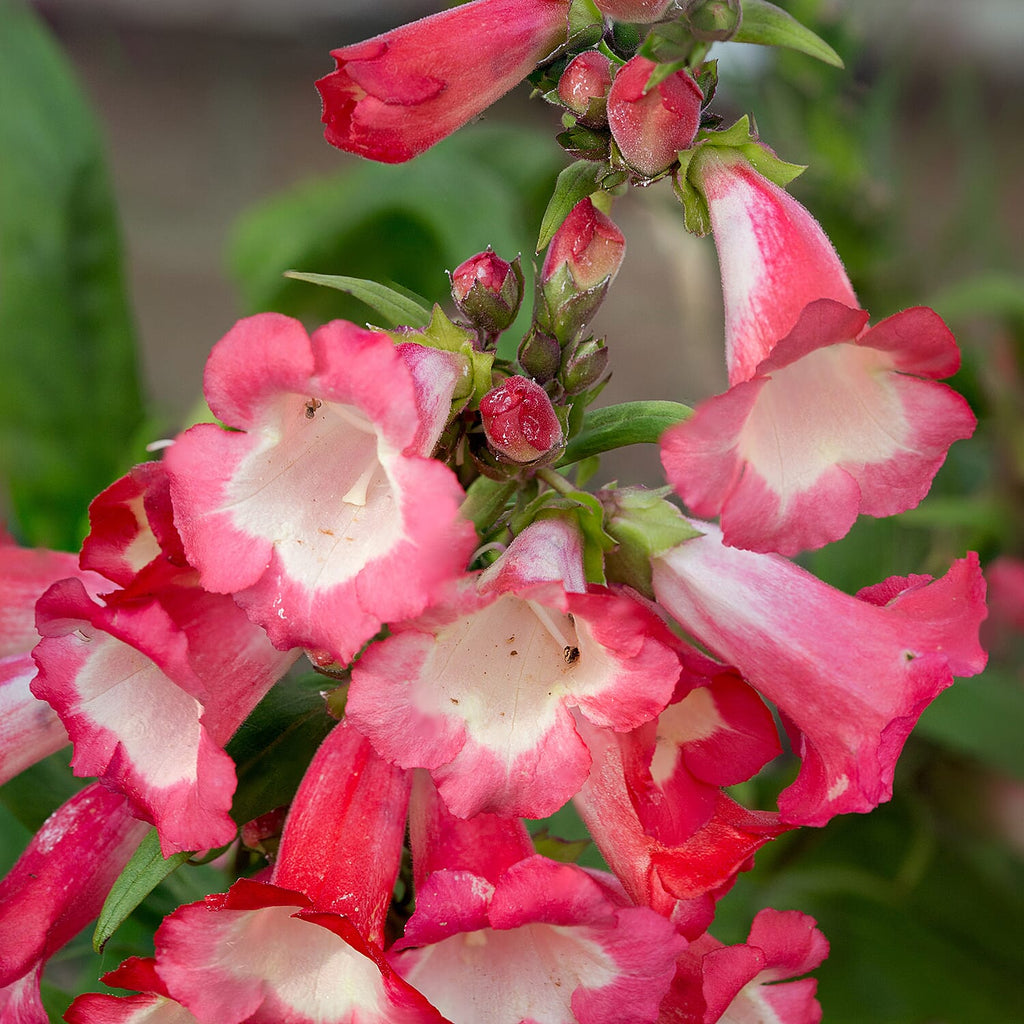 Your Ideal Penstemon Collection Pots (Size 1x9 ) - Multi Color