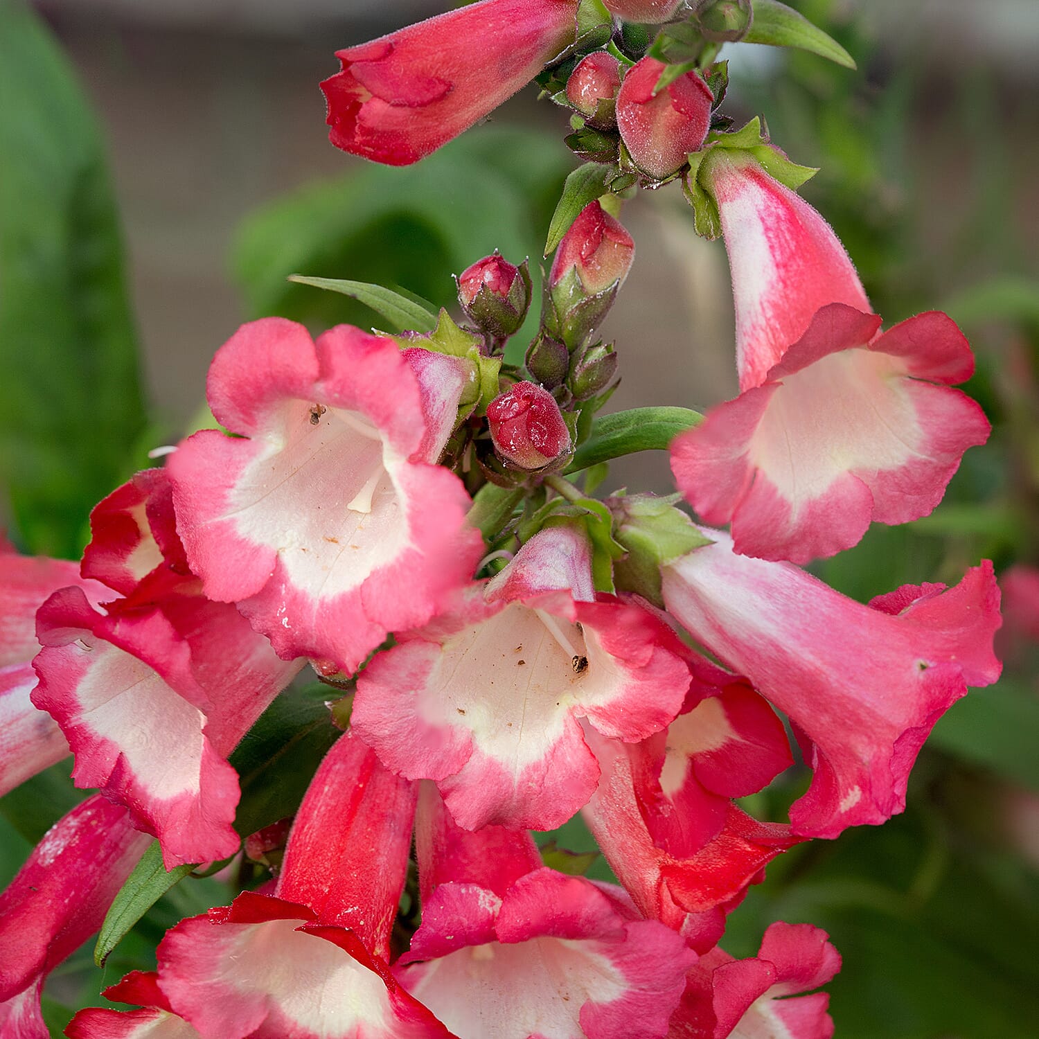 Your Ideal Penstemon Collection Pots (Size 1x9 ) - Multi Color