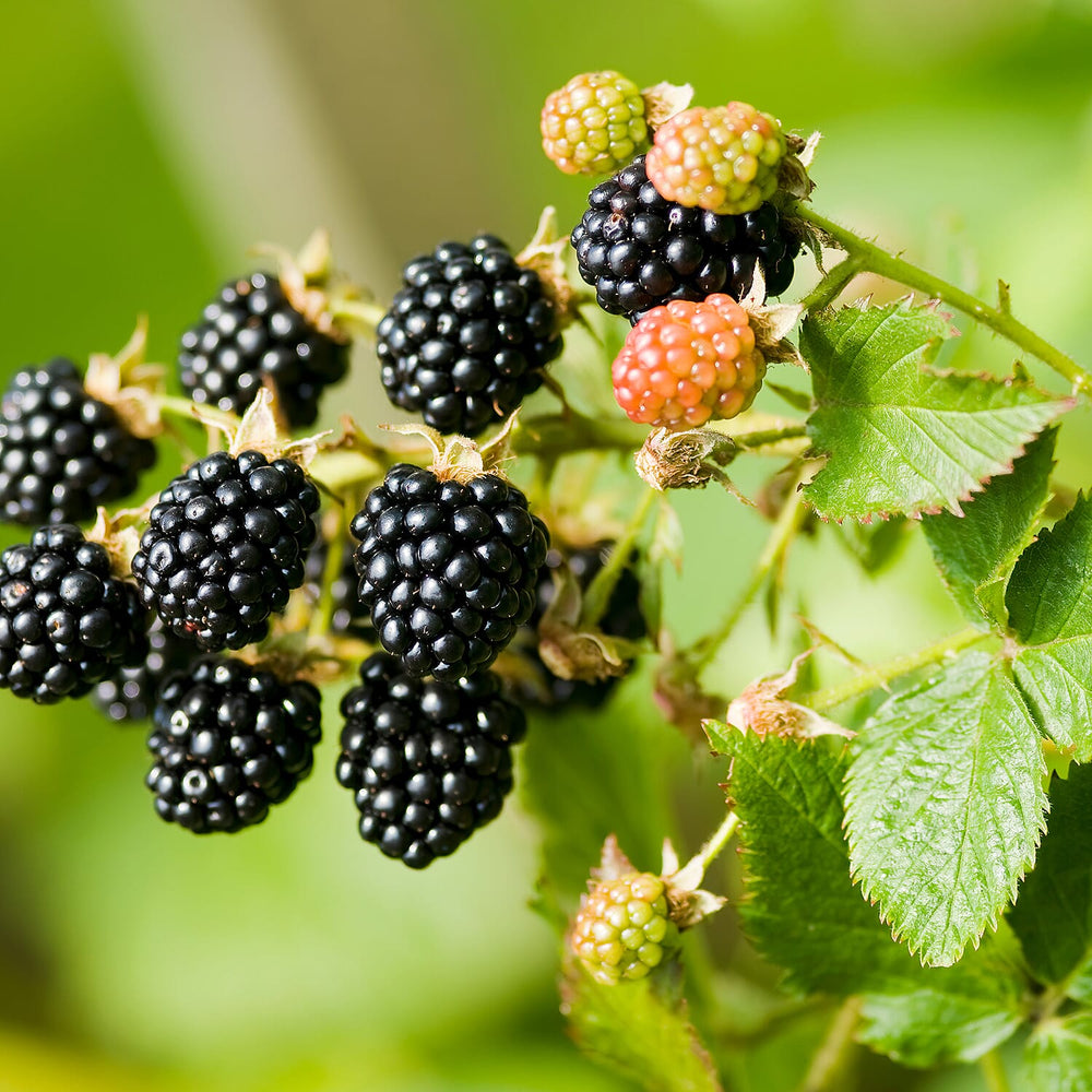 Your Ideal Rubus fruticosus Tiny Black Pots - (Size 9x1 ) - White