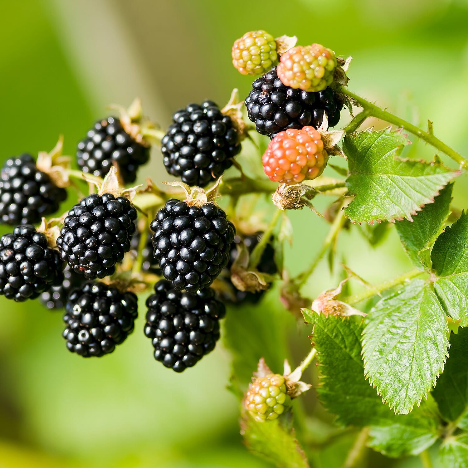 Your Ideal Rubus fruticosus Tiny Black Pots - (Size 9x1 ) - White