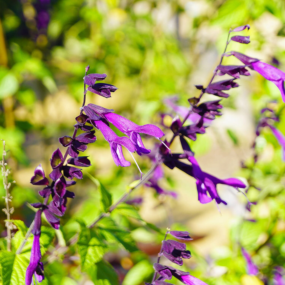 Your Ideal Salvia Pink Amistad x 2 - 1 litre Pots - Pink