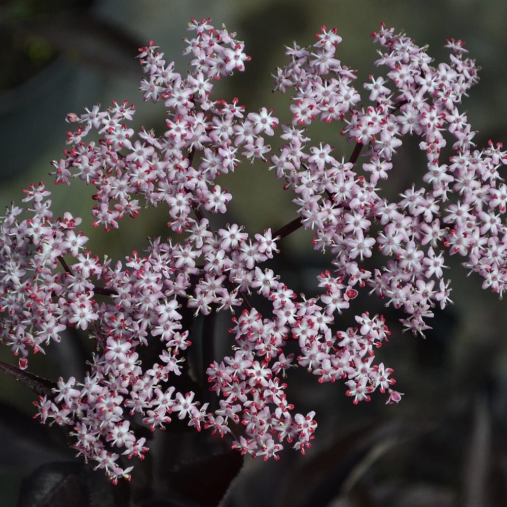 Your Ideal Sambucus Black Tower  9cm Pots  x  3 - White - Pink Blush