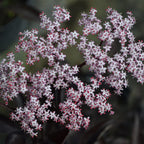 Your Ideal Sambucus Black Tower  9cm Pots  x  3 - White - Pink Blush