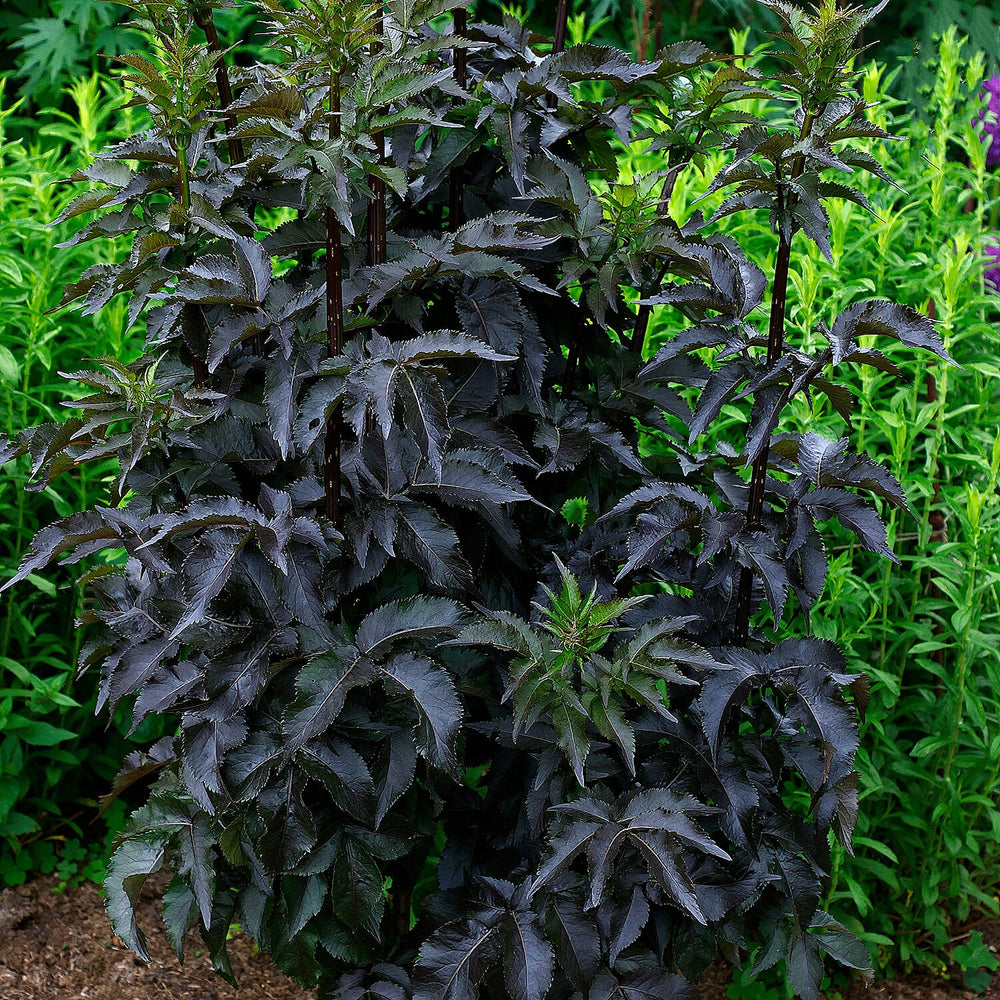 Your Ideal Sambucus Black Tower  9cm Pots  x  3 - White - Pink Blush
