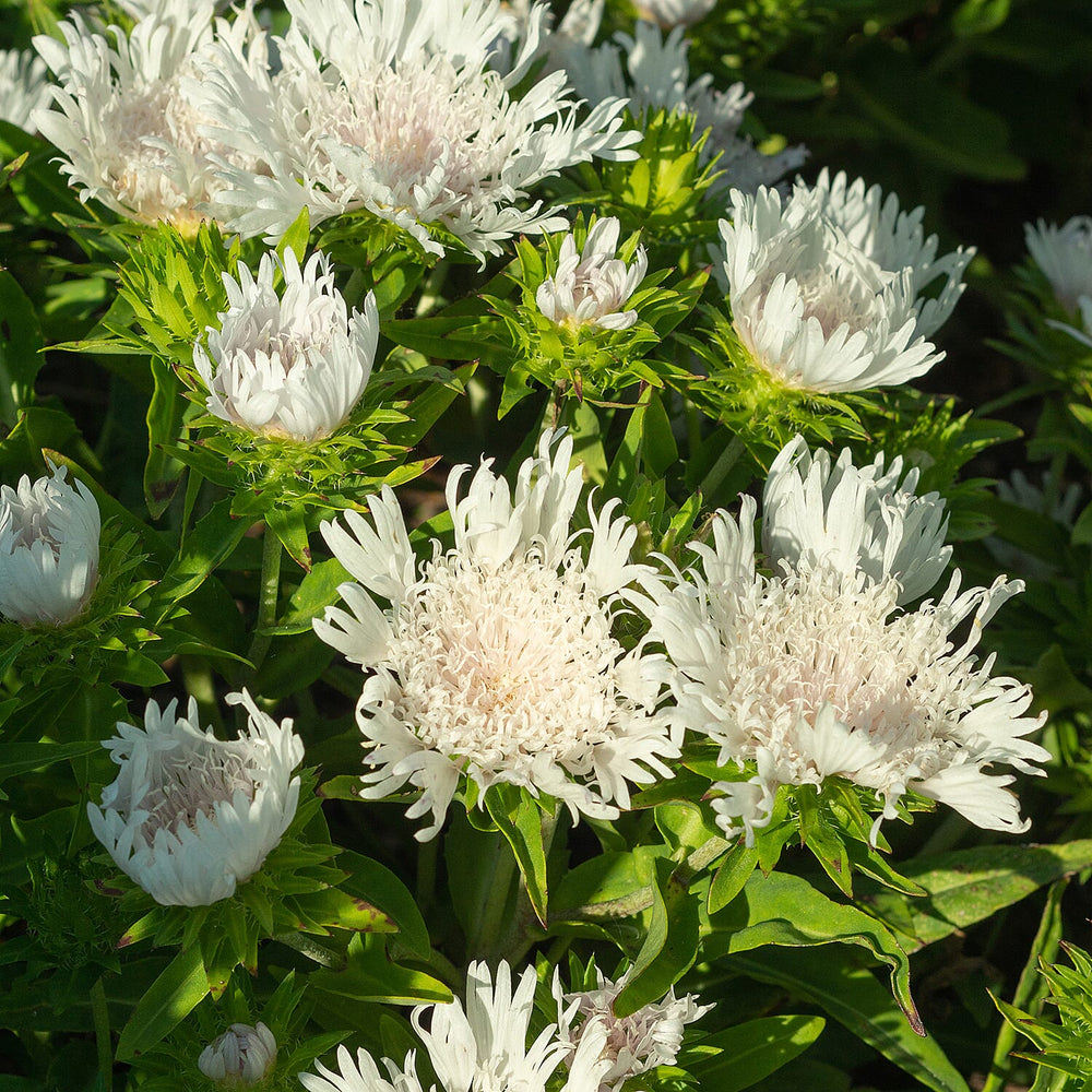 Your Ideal Stokesia Divinity Pots (Size 9x1 ) - White