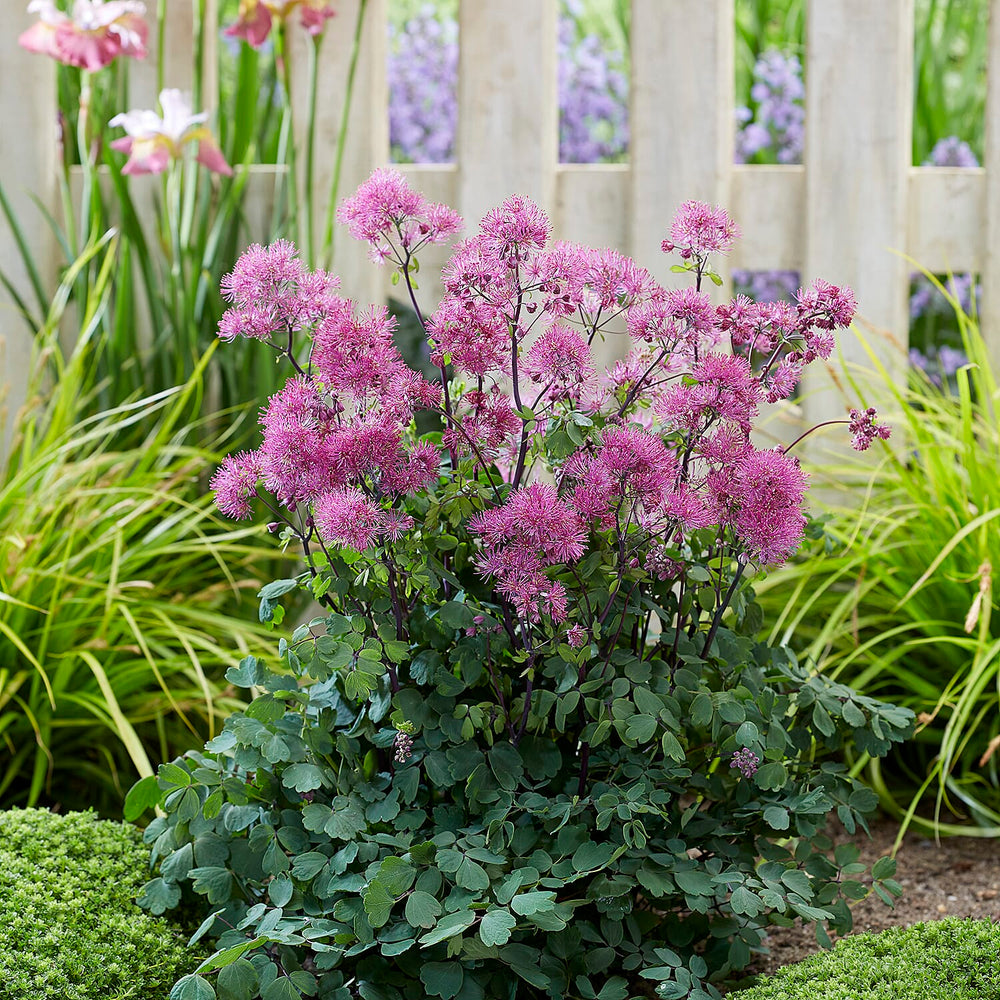 Your Ideal Thalictrum Little Pinkie Pots (Size 1x9 ) - Pink